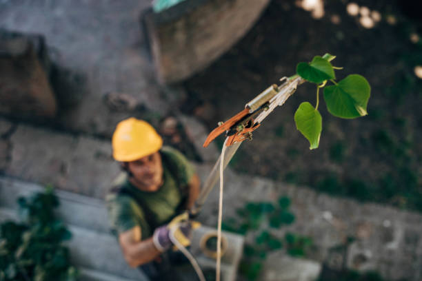 How Our Tree Care Process Works  in Haddon Heights, NJ